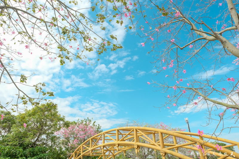 彰化打卡景點》北斗河濱公園 唯美天璇橋│美人樹花期限定浪漫景緻