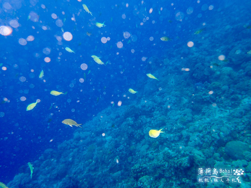 宿霧薄荷島》海上行程推薦│追海豚、巴里卡薩島大斷層浮潛