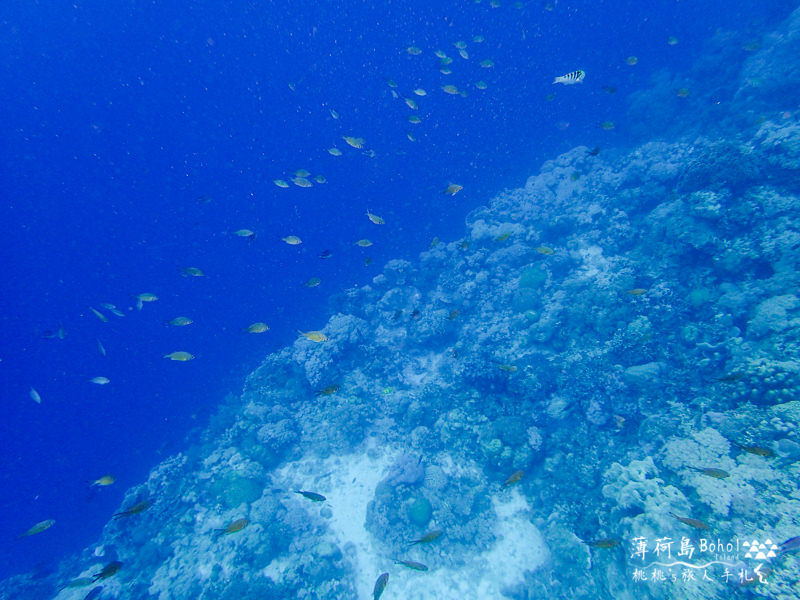 宿霧薄荷島》海上行程推薦│追海豚、巴里卡薩島大斷層浮潛