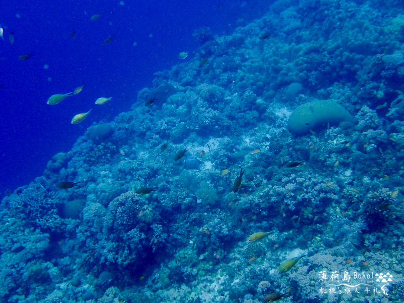 宿霧薄荷島》海上行程推薦│追海豚、巴里卡薩島大斷層浮潛