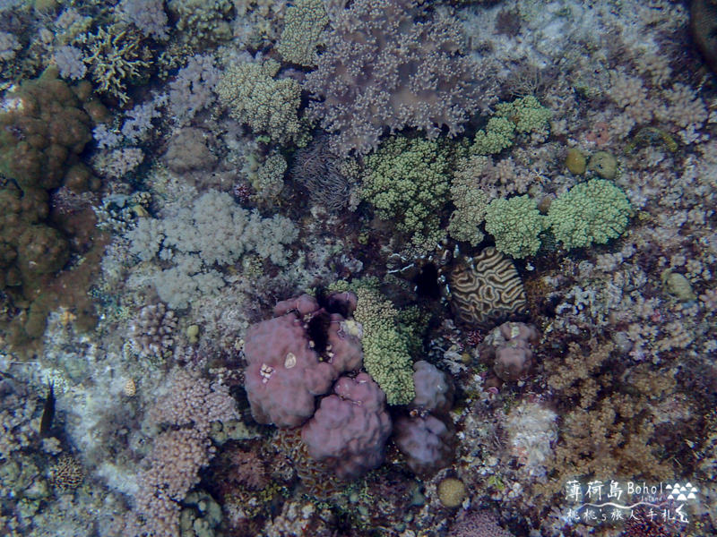 宿霧薄荷島》海上行程推薦│追海豚、巴里卡薩島大斷層浮潛