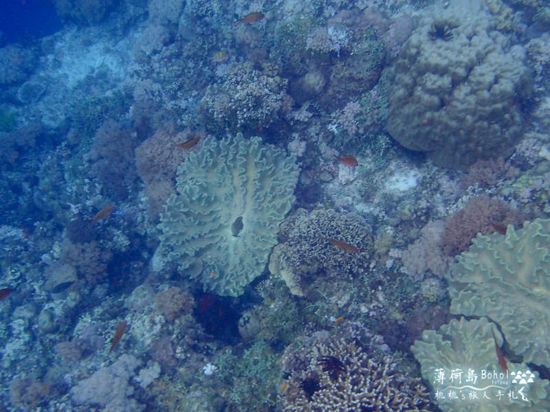 宿霧薄荷島》海上行程推薦│追海豚、巴里卡薩島大斷層浮潛