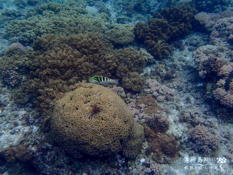 宿霧薄荷島》海上行程推薦│追海豚、巴里卡薩島大斷層浮潛