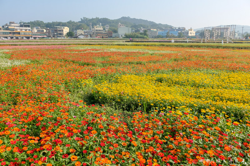 2018桃園花彩節》必看3大展區花海推薦:楊梅.平鎮.蘆竹│景點地址拍照攻略