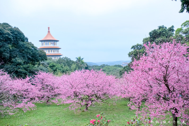 台北景點》淡水天元宮賞櫻趣│最新花況、交管資訊、賞櫻情報攻略