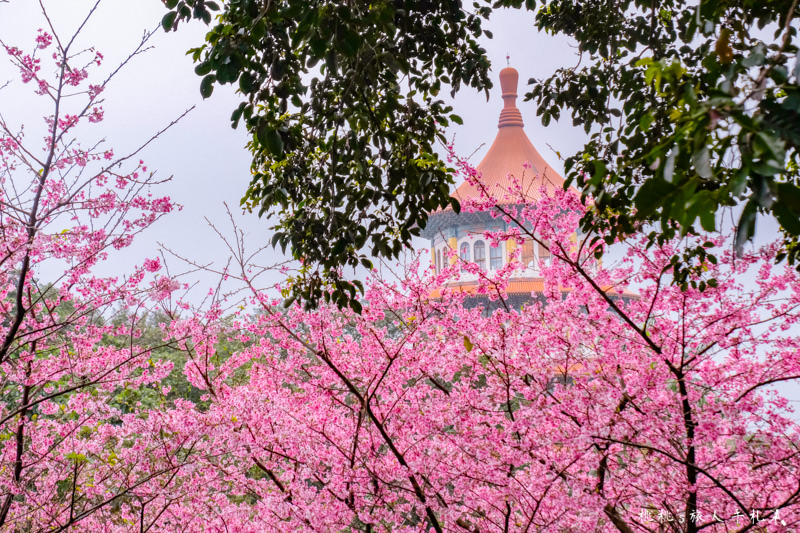 台北景點》淡水天元宮賞櫻趣│最新花況、交管資訊、賞櫻情報攻略