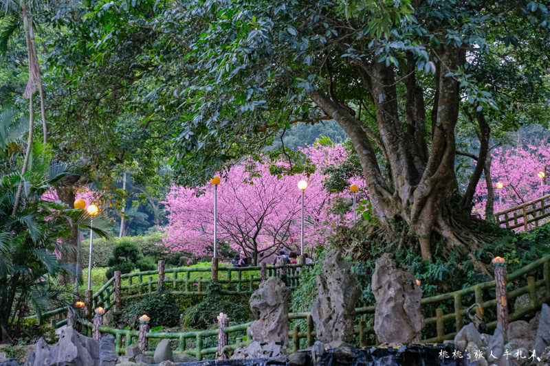 台北景點》淡水天元宮賞櫻趣│最新花況、交管資訊、賞櫻情報攻略