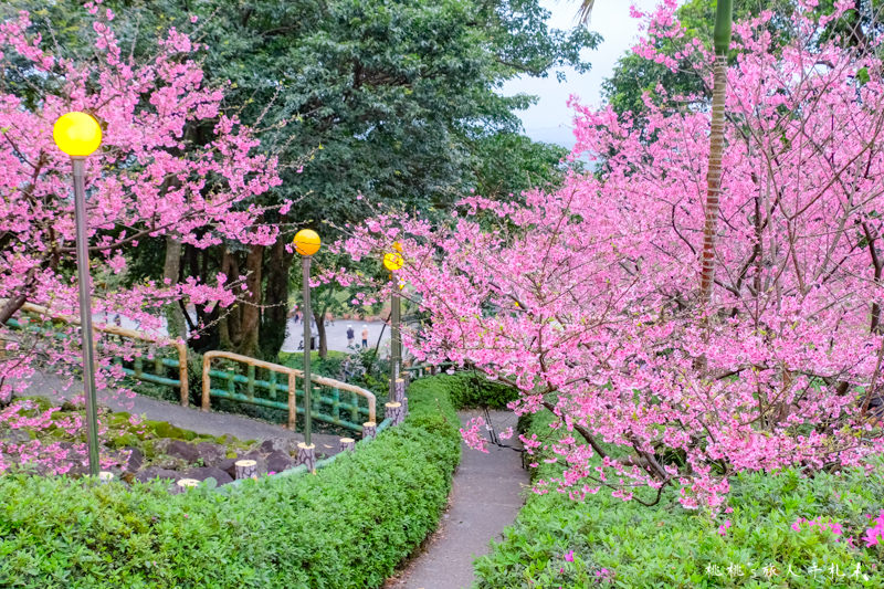 台北景點》淡水天元宮賞櫻趣│最新花況、交管資訊、賞櫻情報攻略