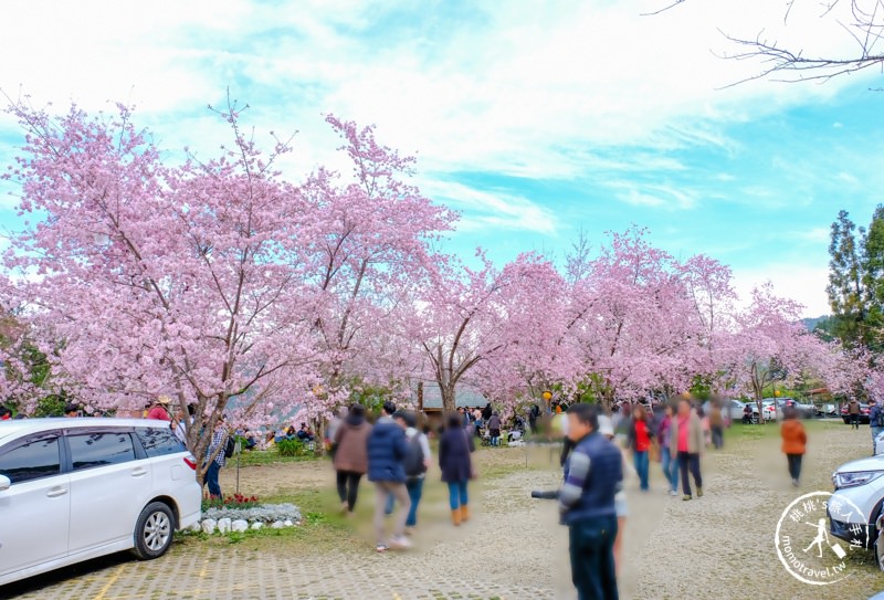 拉拉山恩愛農場櫻花│最新花況、交管資訊、賞櫻情報攻略