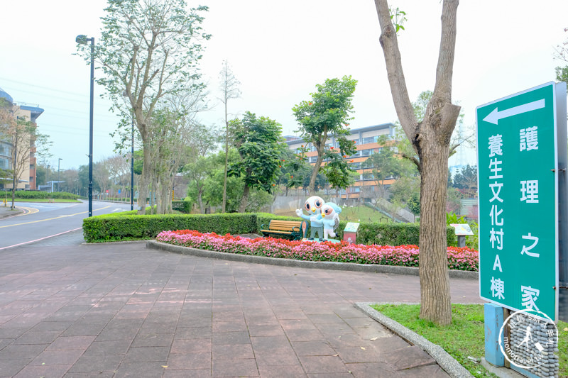 桃園龜山》長庚養生文化村櫻花景點│隱藏版賞櫻步道公開