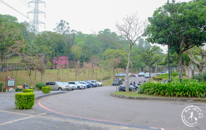 桃園龜山》長庚養生文化村櫻花景點│隱藏版賞櫻步道公開