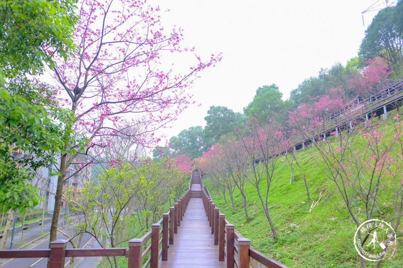 桃園龜山》長庚養生文化村櫻花景點│隱藏版賞櫻步道公開