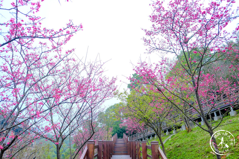 桃園龜山》長庚養生文化村櫻花景點│隱藏版賞櫻步道公開