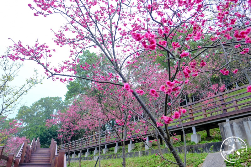 桃園龜山》長庚養生文化村櫻花景點│隱藏版賞櫻步道公開