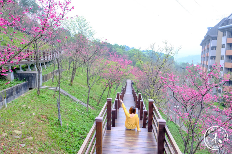 桃園龜山》長庚養生文化村櫻花景點│隱藏版賞櫻步道公開