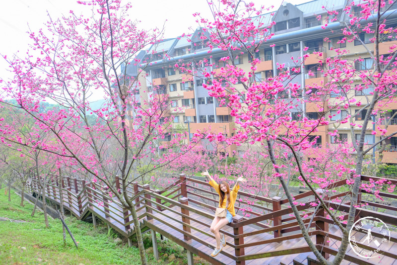 桃園龜山》長庚養生文化村櫻花景點│隱藏版賞櫻步道公開