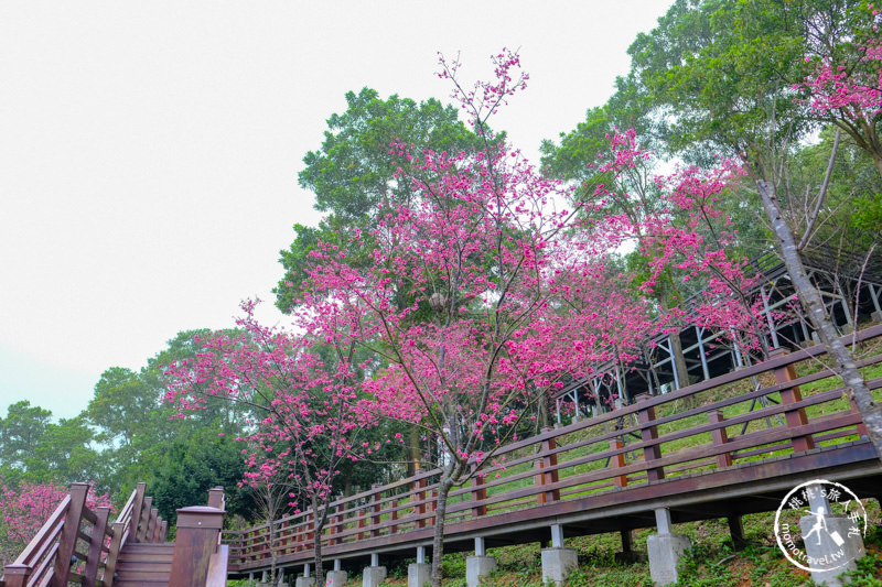 桃園龜山》長庚養生文化村櫻花景點│隱藏版賞櫻步道公開