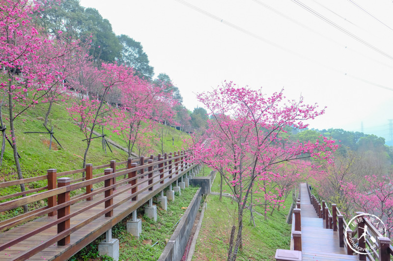 桃園龜山》長庚養生文化村櫻花景點│隱藏版賞櫻步道公開