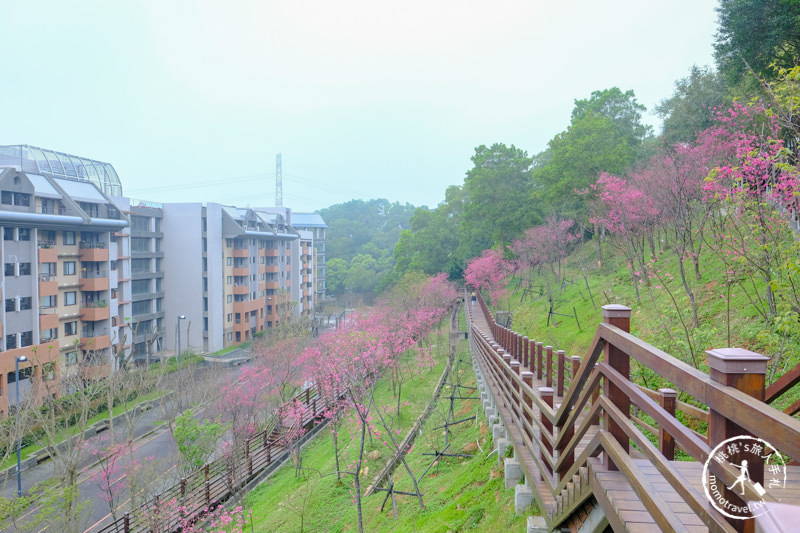 桃園龜山》長庚養生文化村櫻花景點│隱藏版賞櫻步道公開