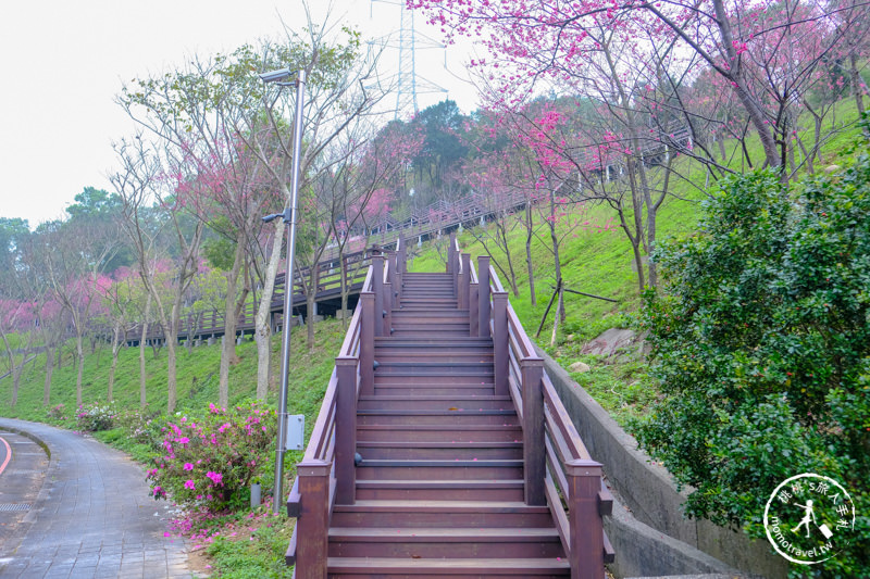 桃園龜山》長庚養生文化村櫻花景點│隱藏版賞櫻步道公開