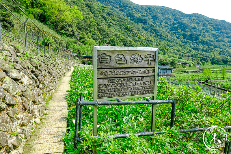 陽明山竹子湖海芋季│名陽匍休閒農莊 特色花海地景推薦