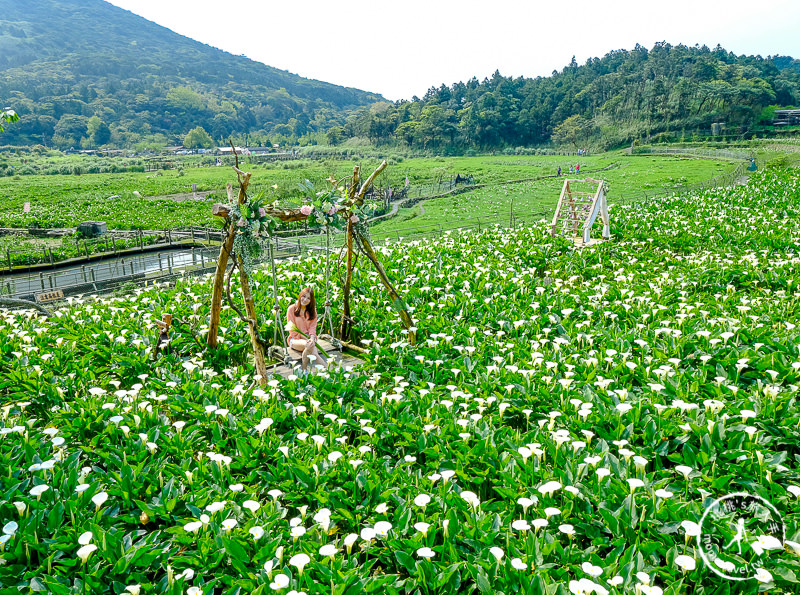 陽明山竹子湖海芋季│名陽匍休閒農莊 特色花海地景推薦