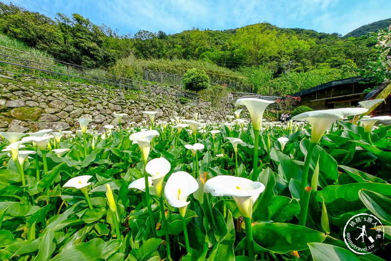 陽明山竹子湖海芋季│名陽匍休閒農莊 特色花海地景推薦