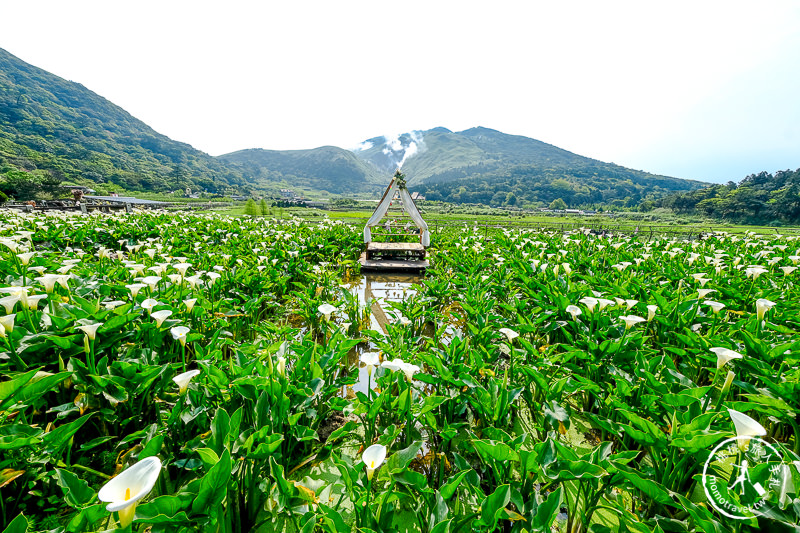 陽明山竹子湖海芋季│名陽匍休閒農莊 特色花海地景推薦