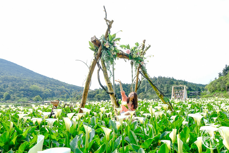 陽明山竹子湖海芋季│名陽匍休閒農莊 特色花海地景推薦