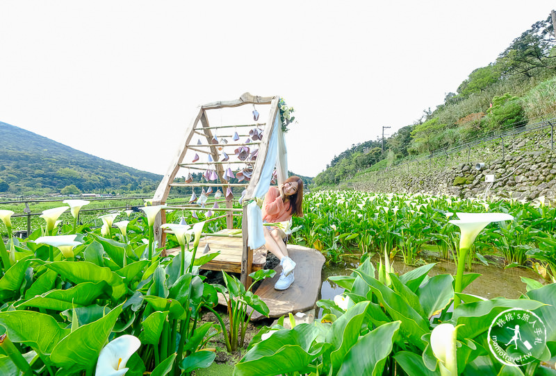 陽明山竹子湖海芋季│名陽匍休閒農莊 特色花海地景推薦