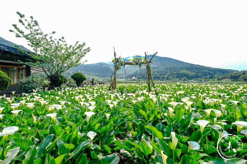 陽明山竹子湖海芋季│名陽匍休閒農莊 特色花海地景推薦