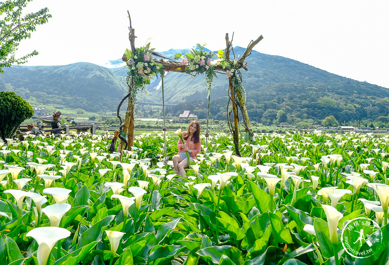 陽明山竹子湖海芋季│名陽匍休閒農莊 特色花海地景推薦