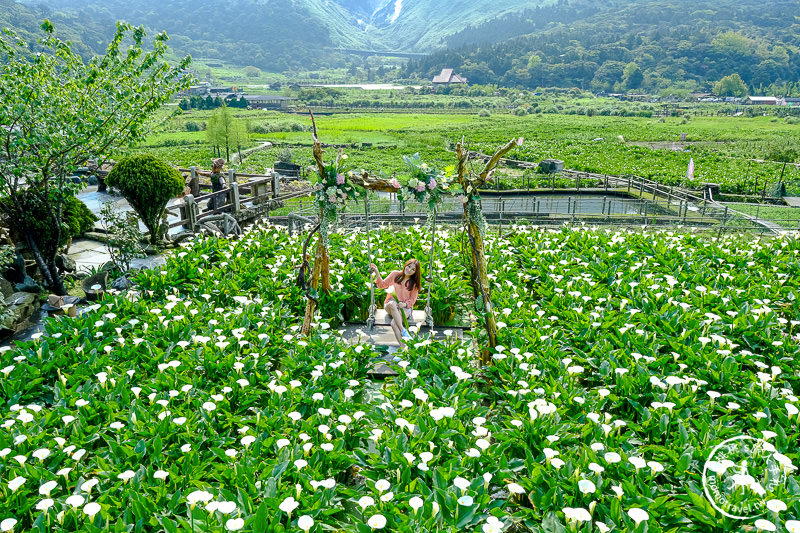 陽明山竹子湖海芋季│名陽匍休閒農莊 特色花海地景推薦