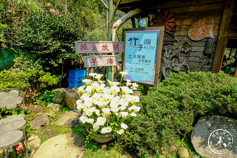 陽明山竹子湖海芋季│名陽匍休閒農莊 特色花海地景推薦