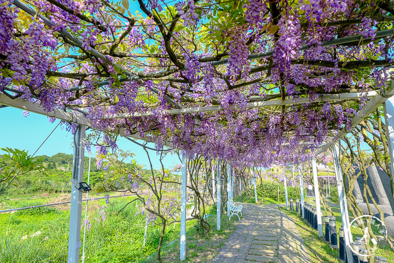 淡水紫藤咖啡園一店屯山園區│花況.交通.門票.營業時間