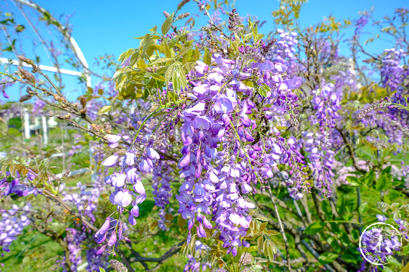 淡水紫藤咖啡園一店屯山園區│花況.交通.門票.營業時間