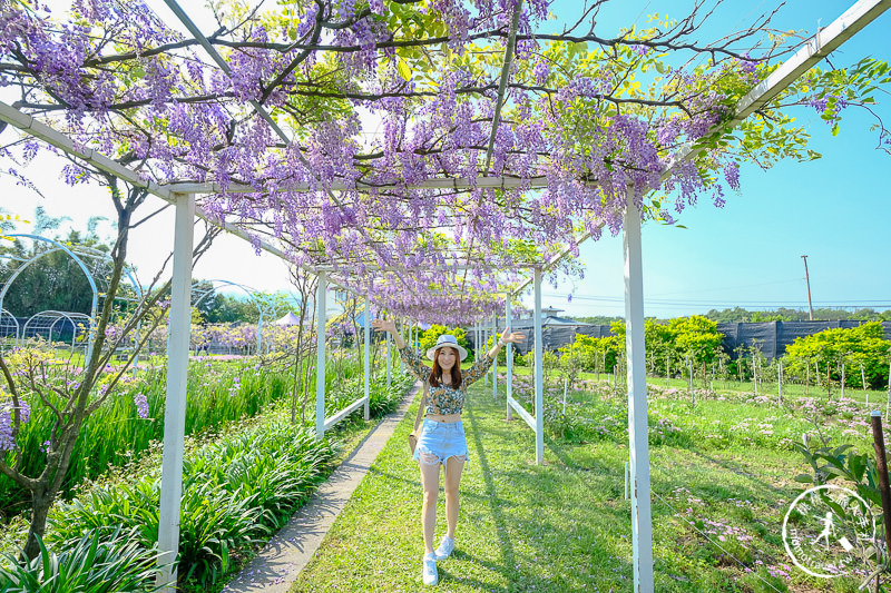 淡水紫藤咖啡園一店屯山園區│花況.交通.門票.營業時間