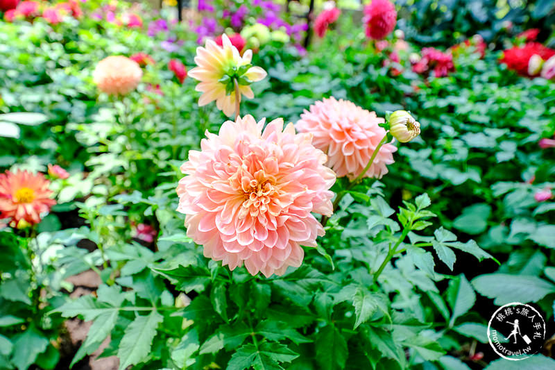BELLAVITA 2019春彩時尚漫遊│都市叢林中的秘密花園