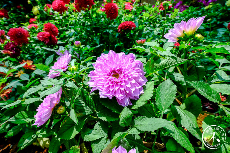 BELLAVITA 2019春彩時尚漫遊│都市叢林中的秘密花園