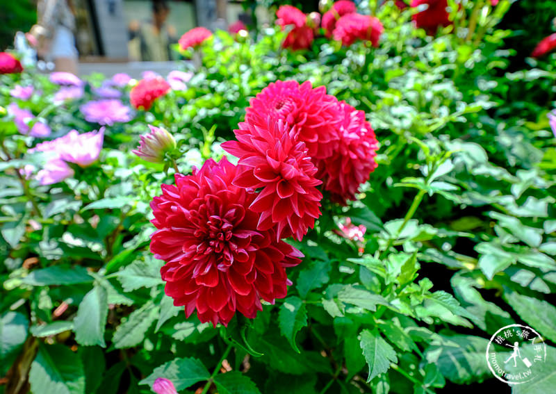 BELLAVITA 2019春彩時尚漫遊│都市叢林中的秘密花園