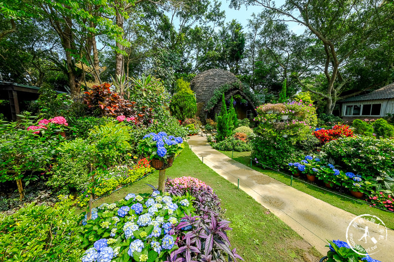 苗栗卓蘭景點》花露休閒農場－波波草花園登場│繡球花.薰衣草.森系景觀餐廳推薦