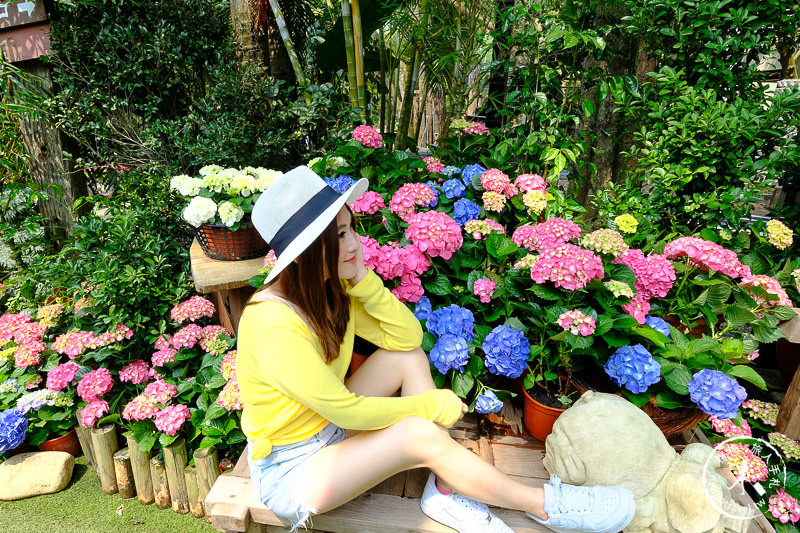 苗栗卓蘭景點》花露休閒農場－波波草花園登場│繡球花.薰衣草.森系景觀餐廳推薦