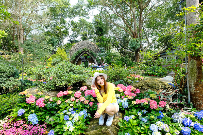 苗栗卓蘭景點》花露休閒農場－波波草花園登場│繡球花.薰衣草.森系景觀餐廳推薦