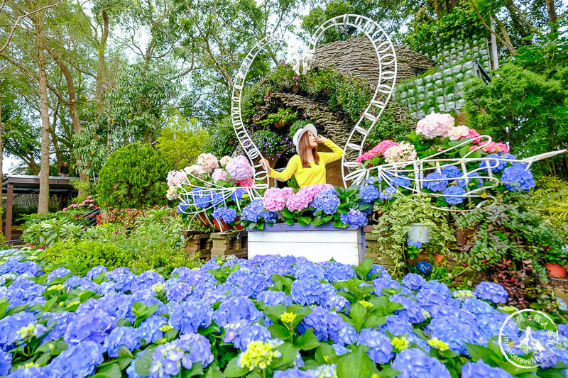 苗栗卓蘭景點》花露休閒農場－波波草花園登場│繡球花.薰衣草.森系景觀餐廳推薦