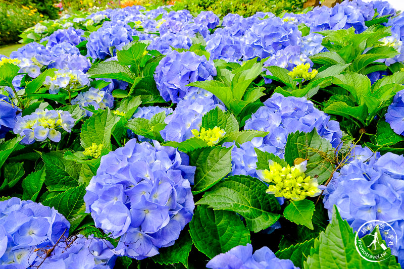 苗栗卓蘭景點》花露休閒農場－波波草花園登場│繡球花.薰衣草.森系景觀餐廳推薦