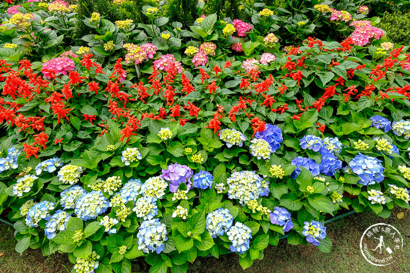 苗栗卓蘭景點》花露休閒農場－波波草花園登場│繡球花.薰衣草.森系景觀餐廳推薦