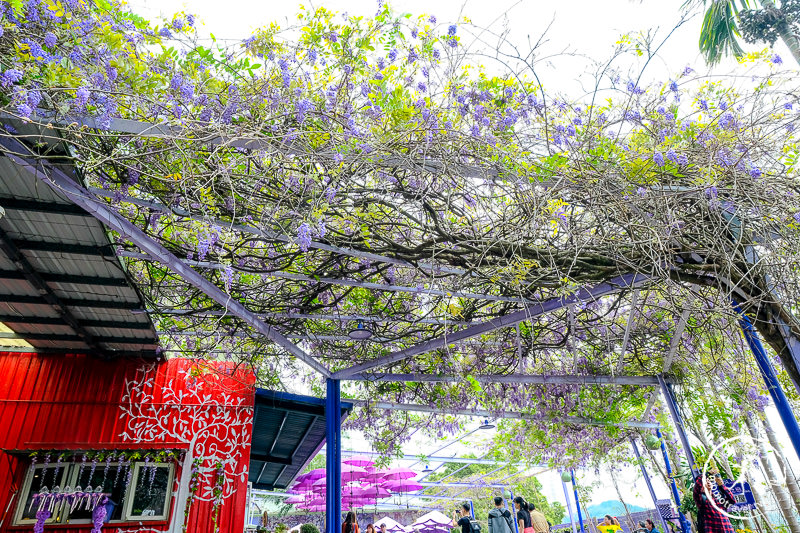 苗栗景點》噢哈娜咖啡屋│紫藤花海、園區拍照點推薦