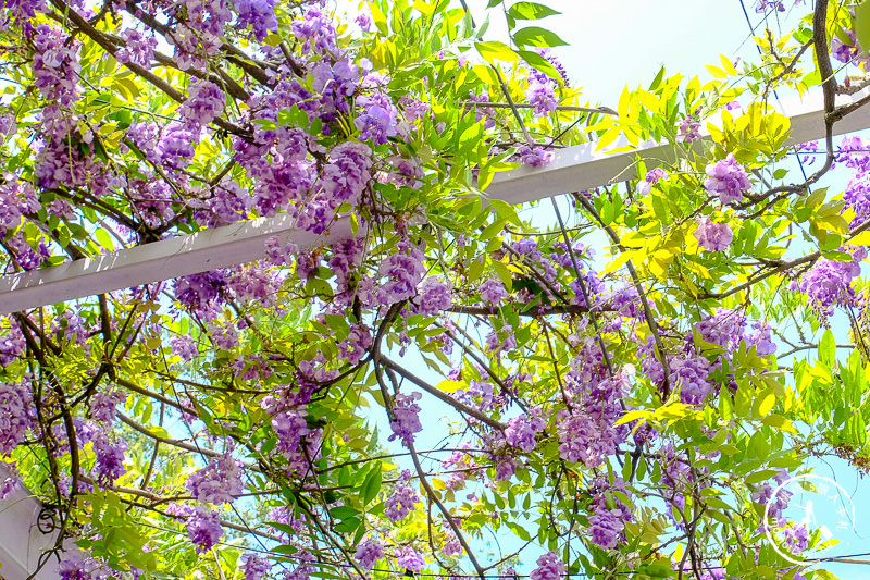 苗栗景點》噢哈娜咖啡屋│紫藤花海、園區拍照點推薦