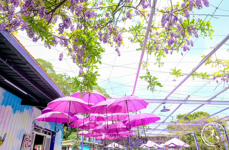 苗栗景點》噢哈娜咖啡屋│紫藤花海、園區拍照點推薦