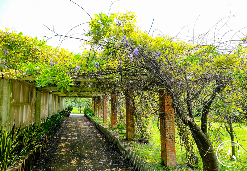 台北景點》陽明山花卉試驗中心│紫藤花私房小景點